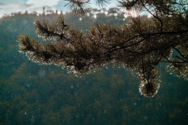 raindrops on tree branch