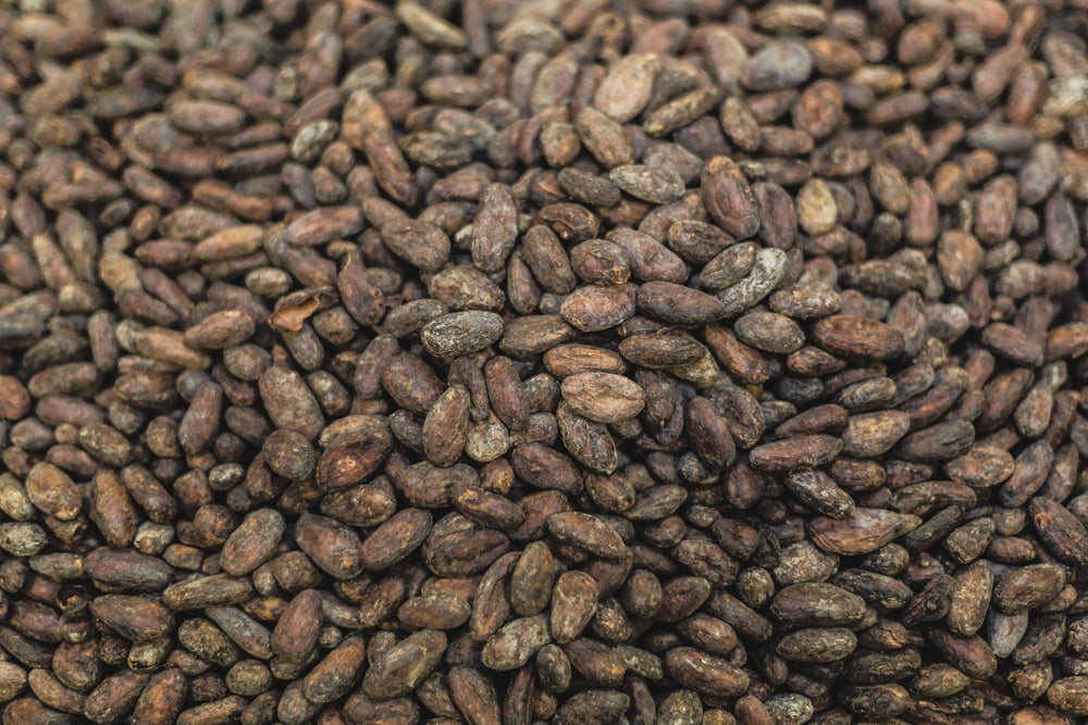 raw cacao beans