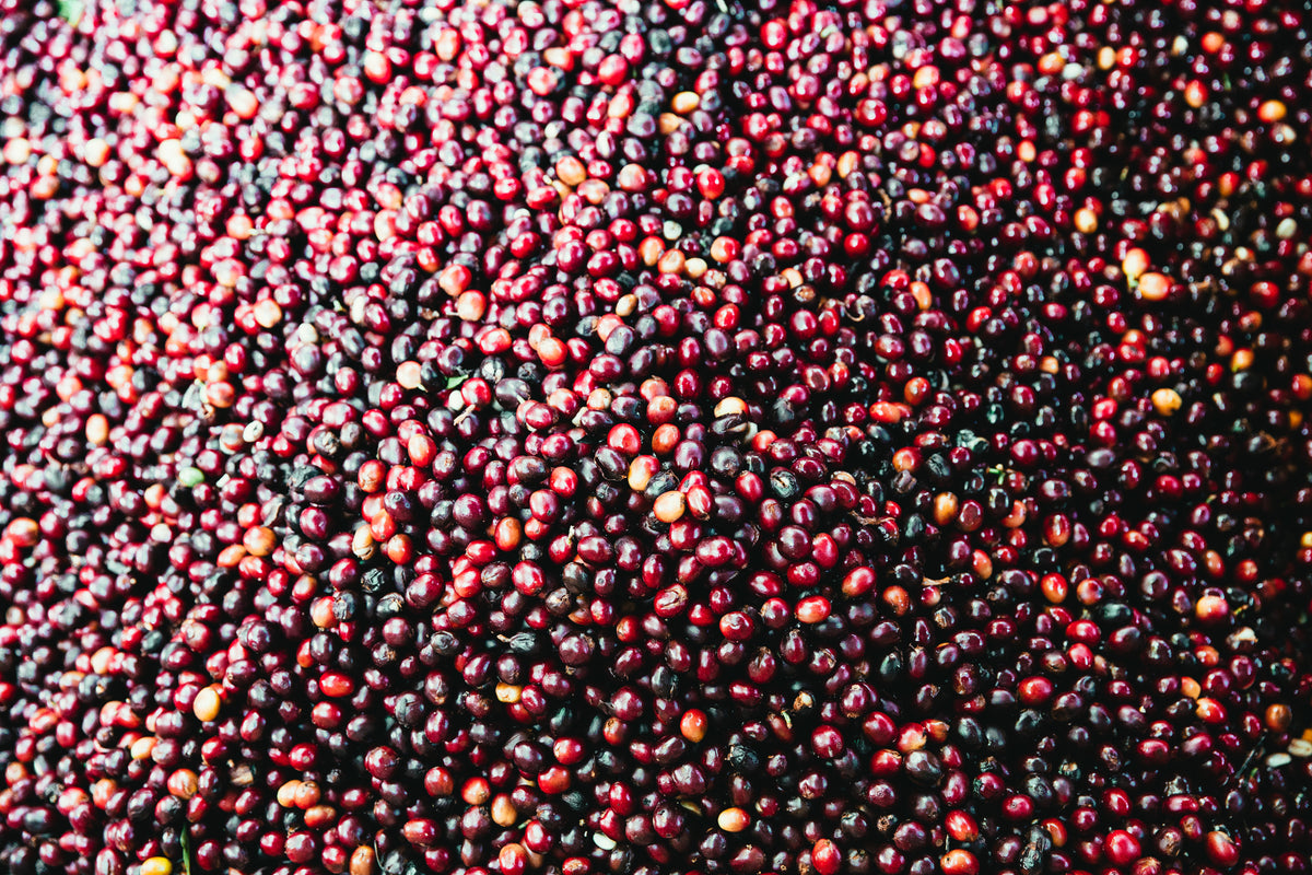raw coffee bean texture