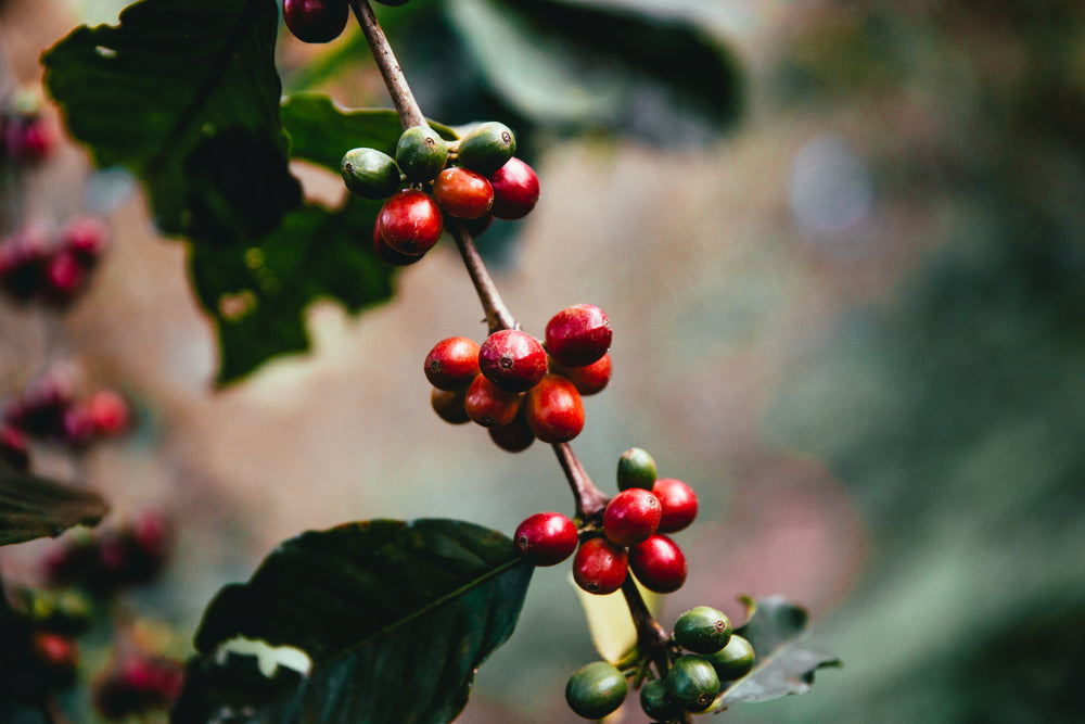 raw coffee beans on branch