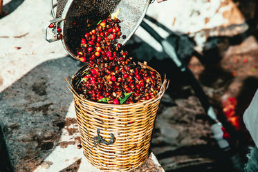 raw coffee being harvested