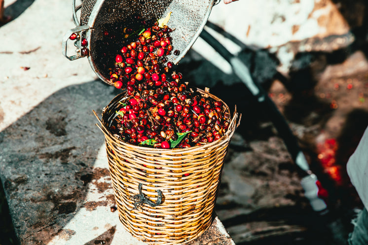 raw-coffee-being-harvested.jpg?width=746