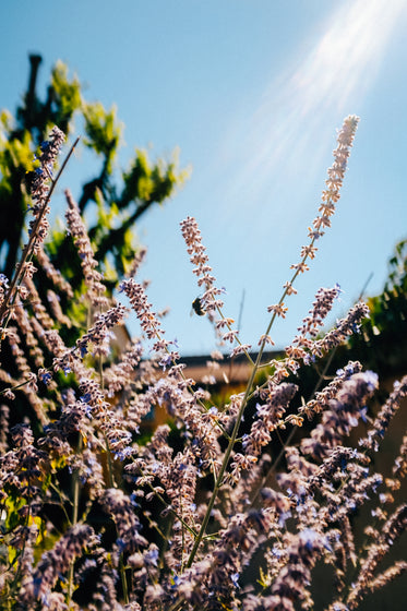 rays of light on purple flowers