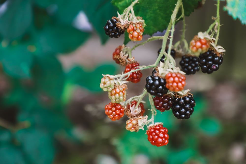 red and black bramble berries