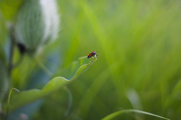 red and black bug on a green leaf macro