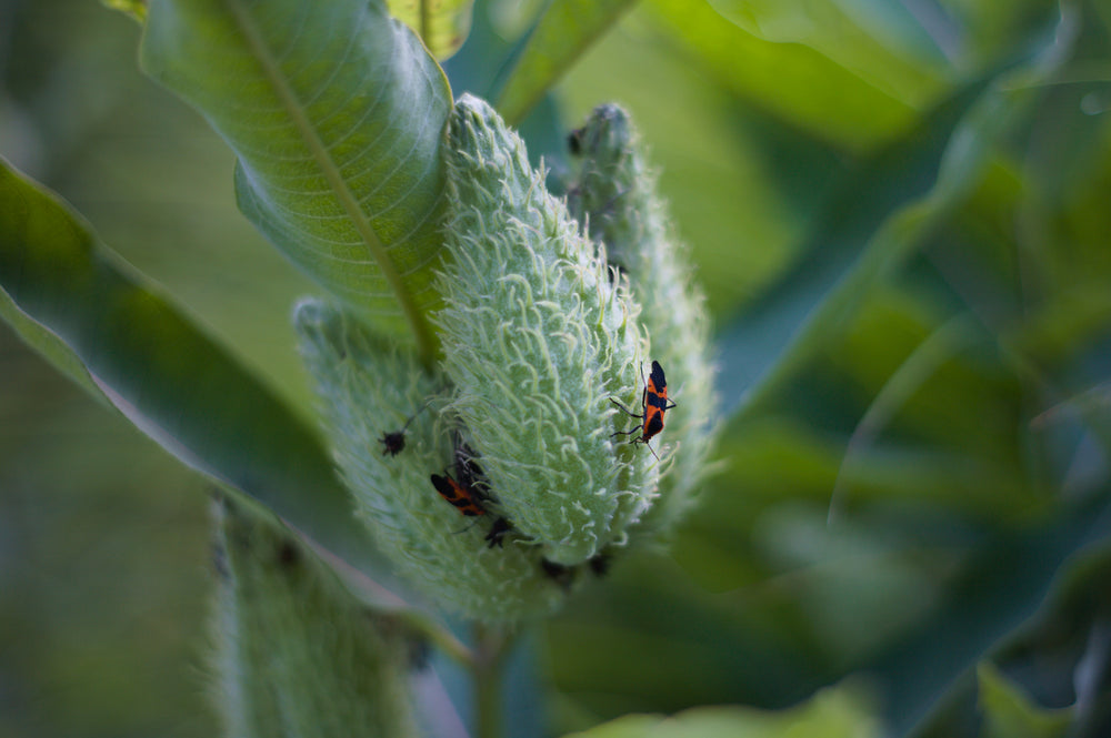 red and black bugs on milkweed pods macro