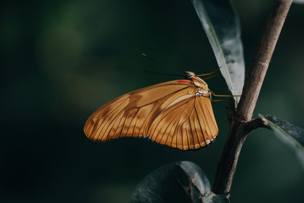 red and brown butterfly posing for the camera