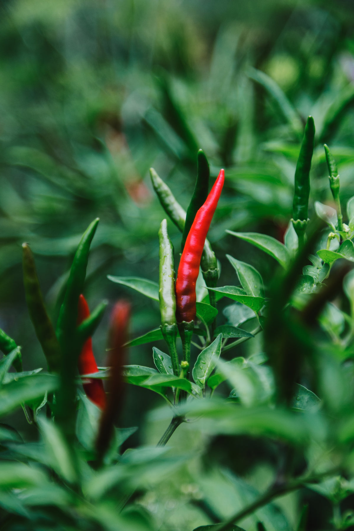 红辣椒和绿辣椒在藤蔓上像火焰一样卷曲