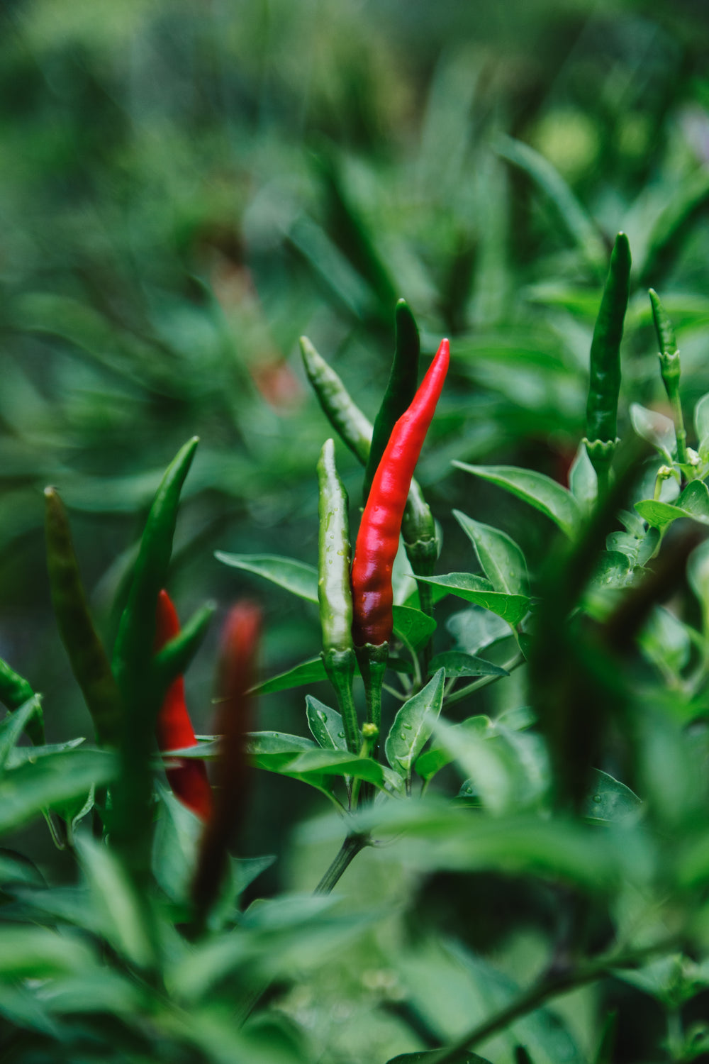 red and green chillies curl on the vine like flames