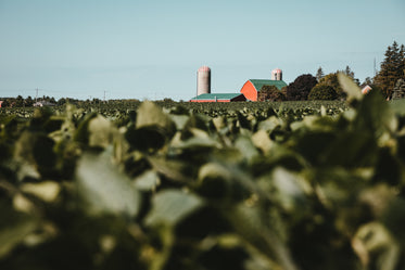 red and green farm behind crop field