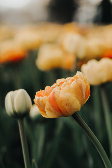 red and marbled orange flower petals