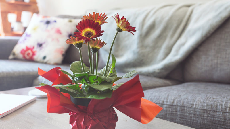 Red And Yellow Daisies