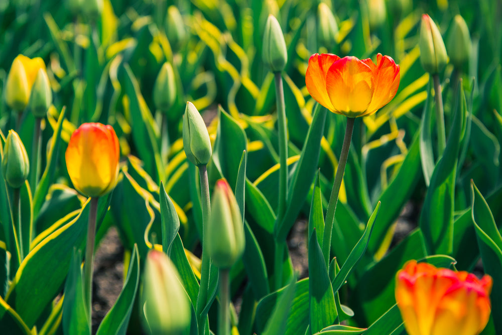 red and yellow tulips