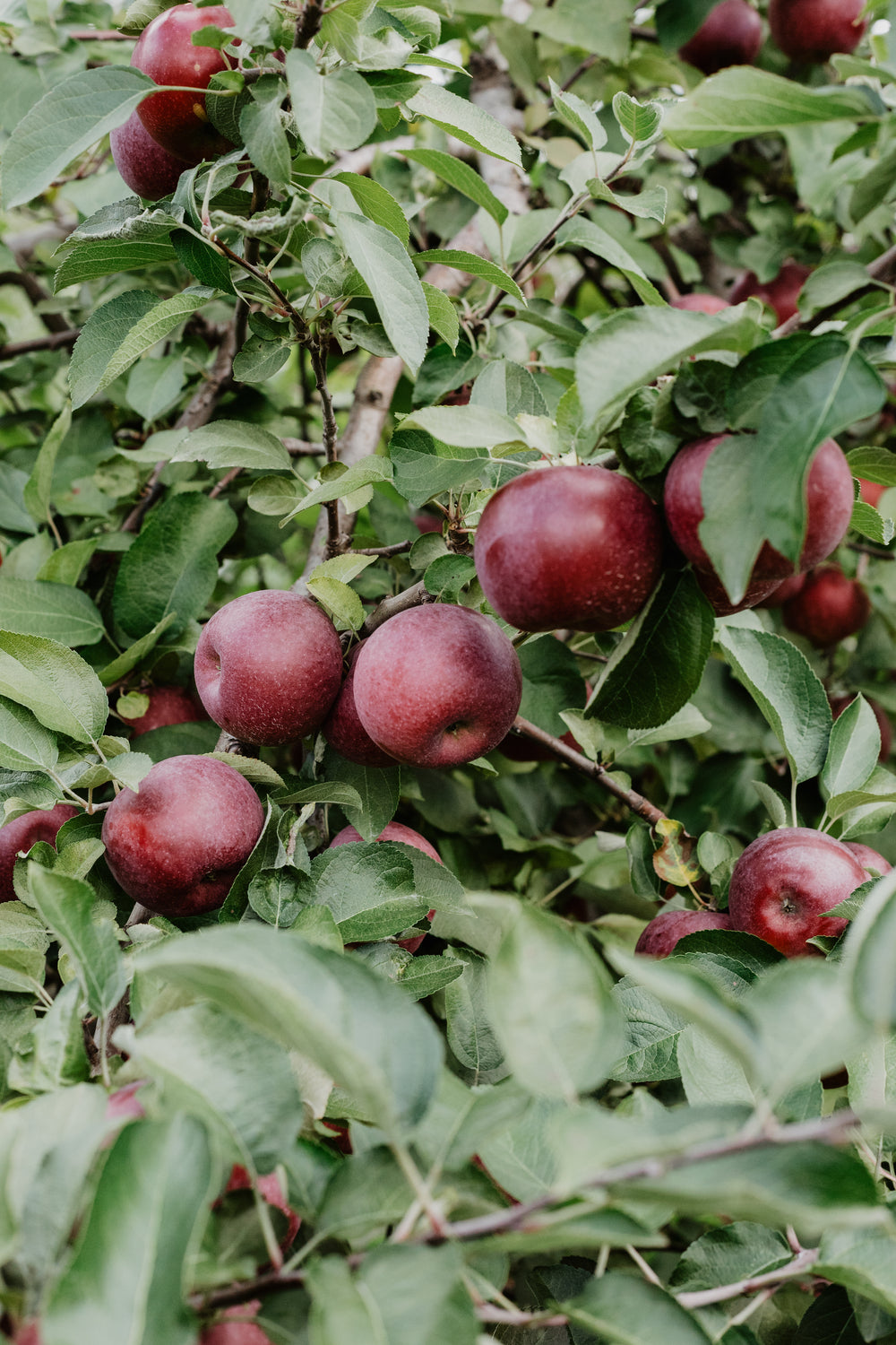 red apples ripe on tree