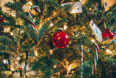 red ball ornament on tree