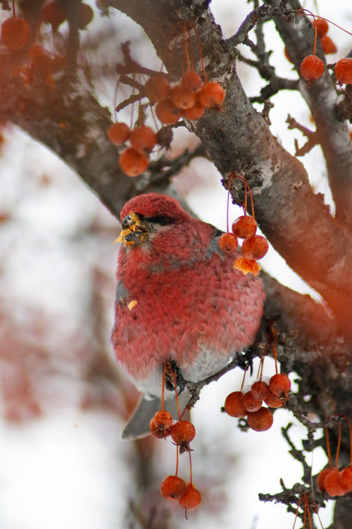red bird in red berry tree