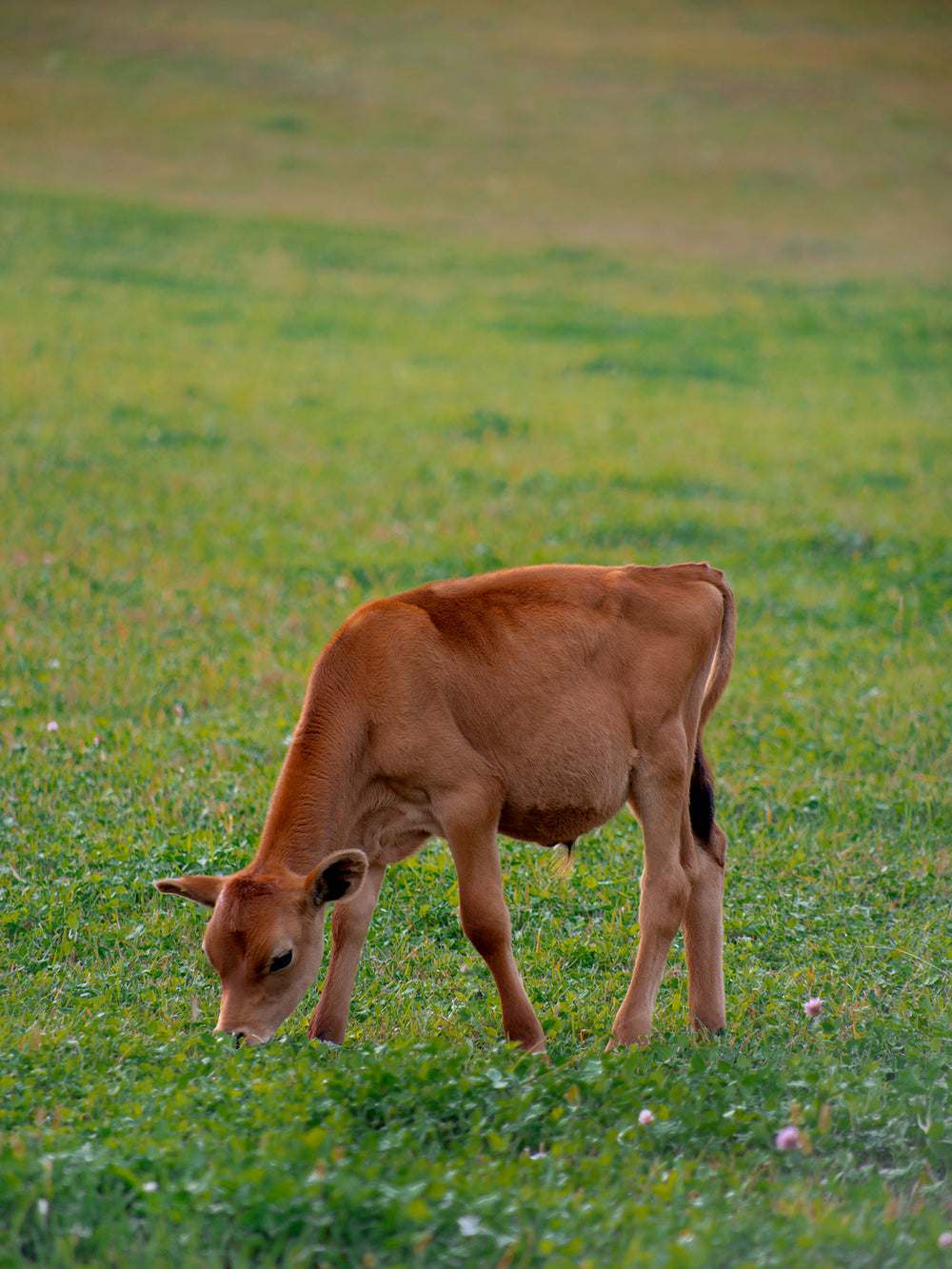 red calf grazes