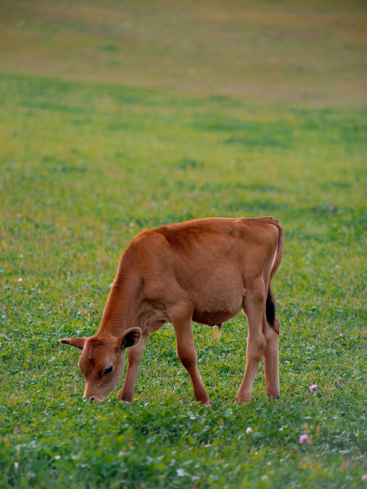 red calf grazes