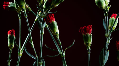 red carnation that have yet to bloom