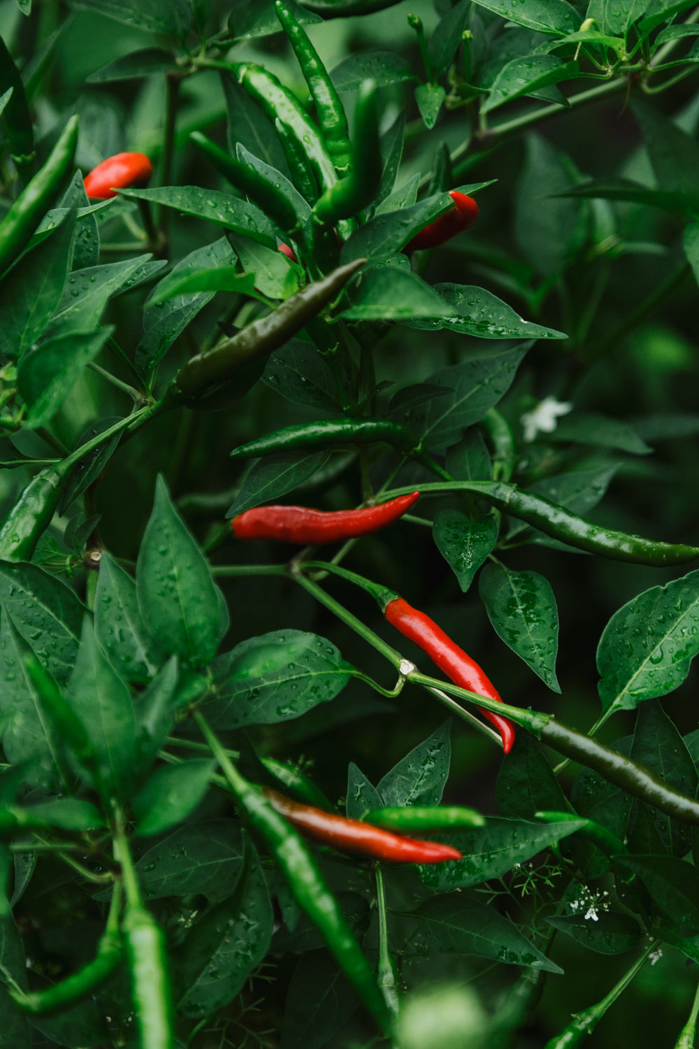 red chillies glow on the vine by their green neighbours