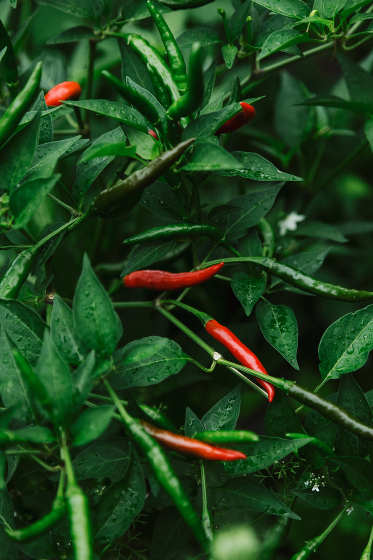 red-chillies-glow-on-the-vine-by-their-green-neighbours.jpg?width=746&format=pjpg&exif=0&iptc=0