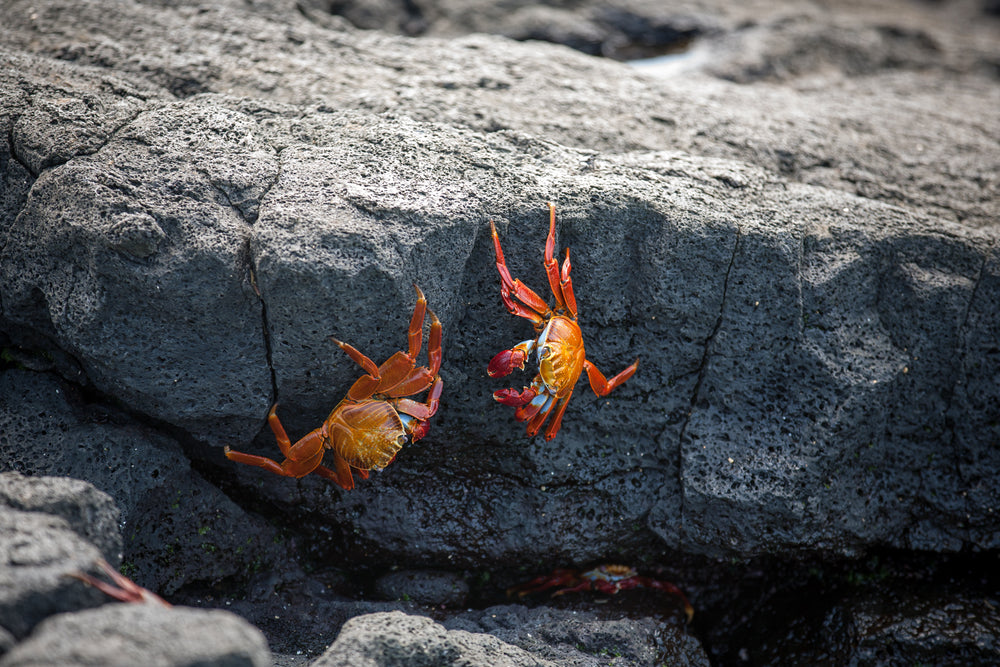 red crabs on rocks