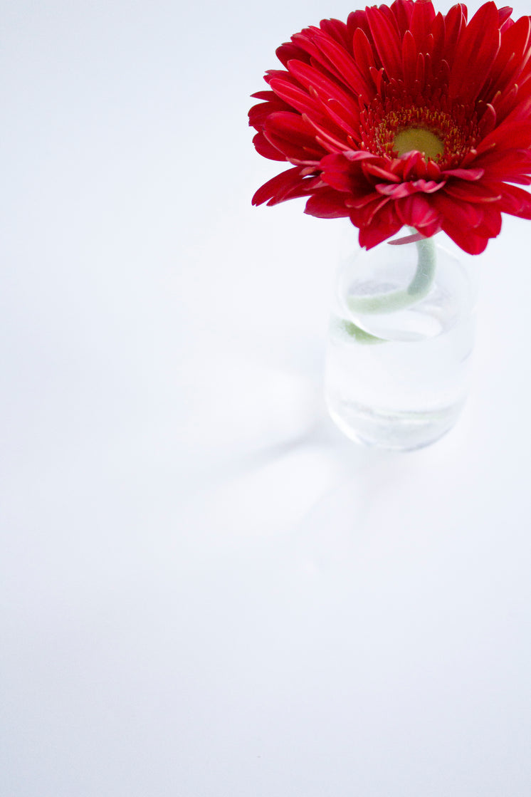 red-daisy-on-white.jpg?width=746&format=