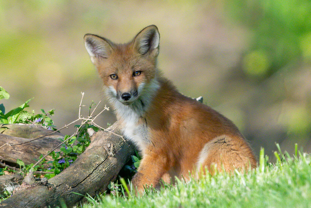 red fox sits in green grassy field