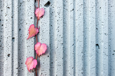 red ivy on concrete