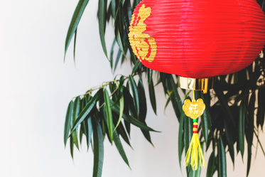 red lantern in tree