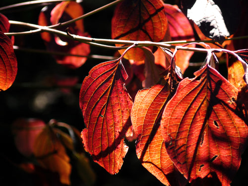 red leaves on branch