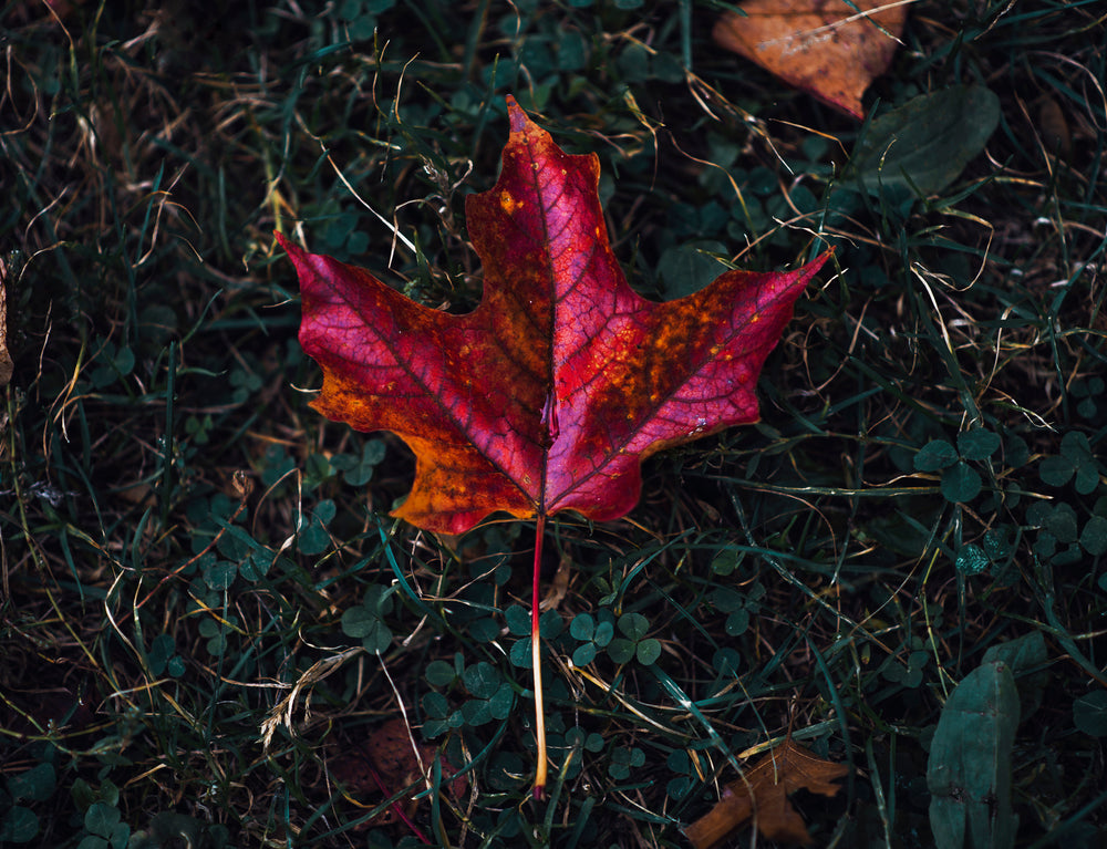 red maple leaf