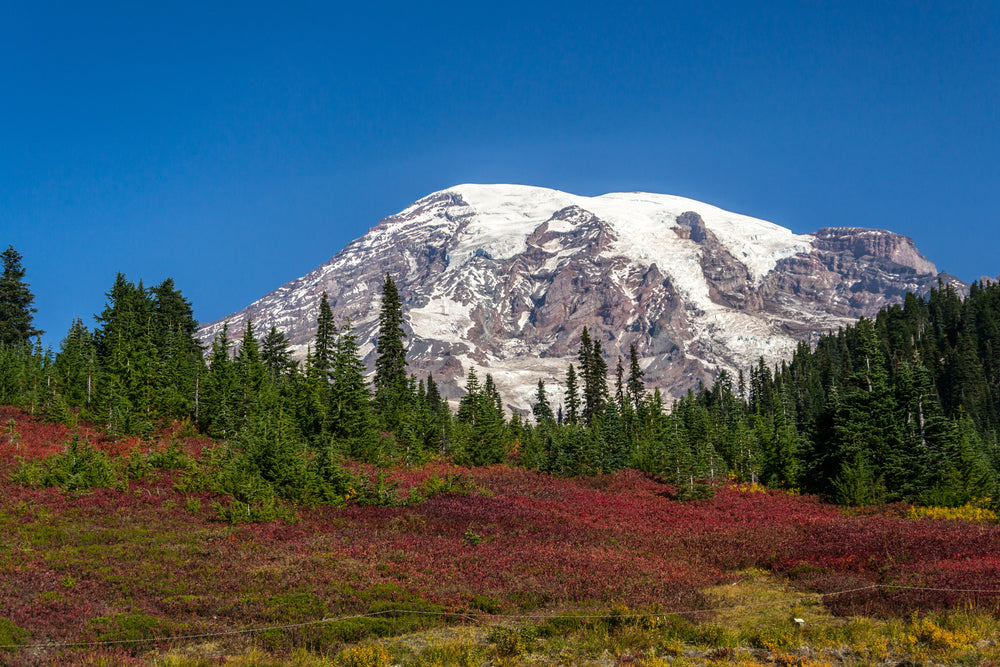 red meadow and snow capped mountains