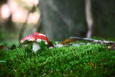 red mushroom toadstool