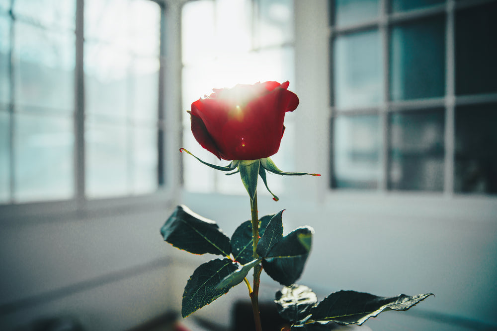 red rose in window light