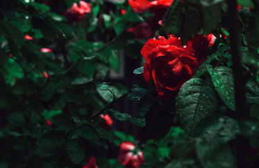 red rose on bush