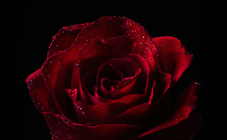 red-rose-with-dew-drops.jpg?width=746&fo