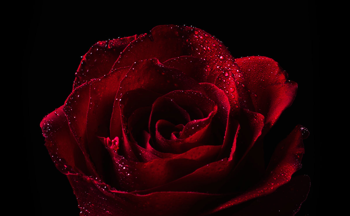 红玫瑰带露珠