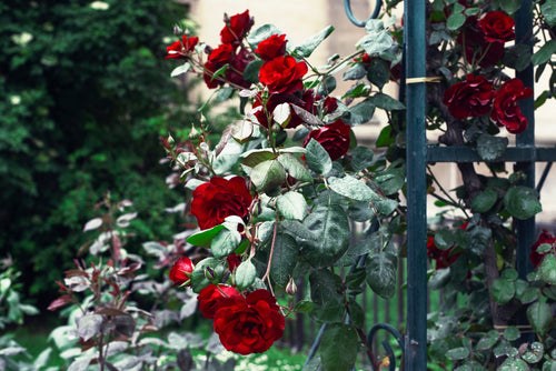 red roses grow