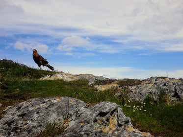 red tailed hawk bird of prey