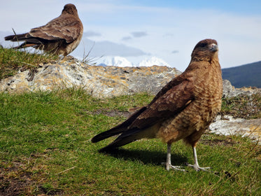 red tailed hawk on hill