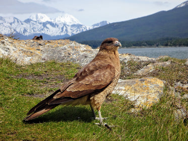 red tailed hawk on mountain top