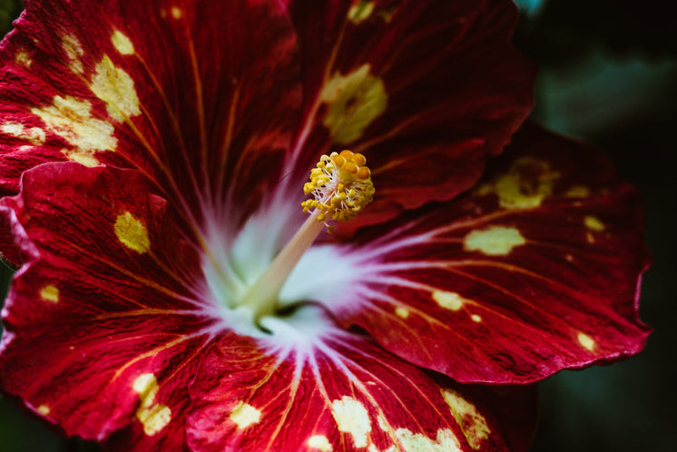 紅色熱帶花卉