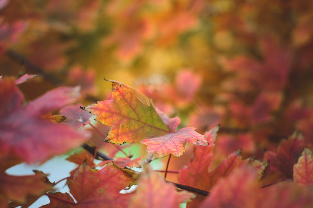 redish brown leaves showing the colors of autumn