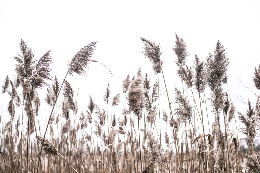 reeds flow in the breeze on a cloudy day