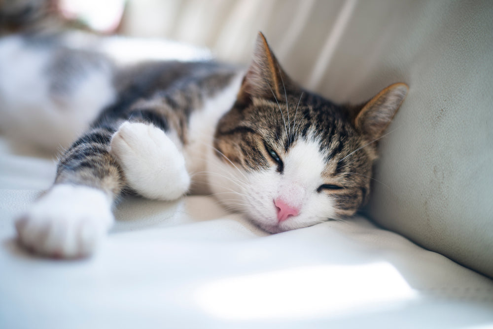 relaxing brown and white tabby