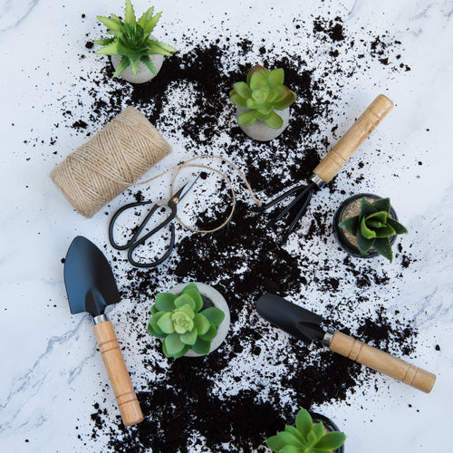 Repotting Succulents