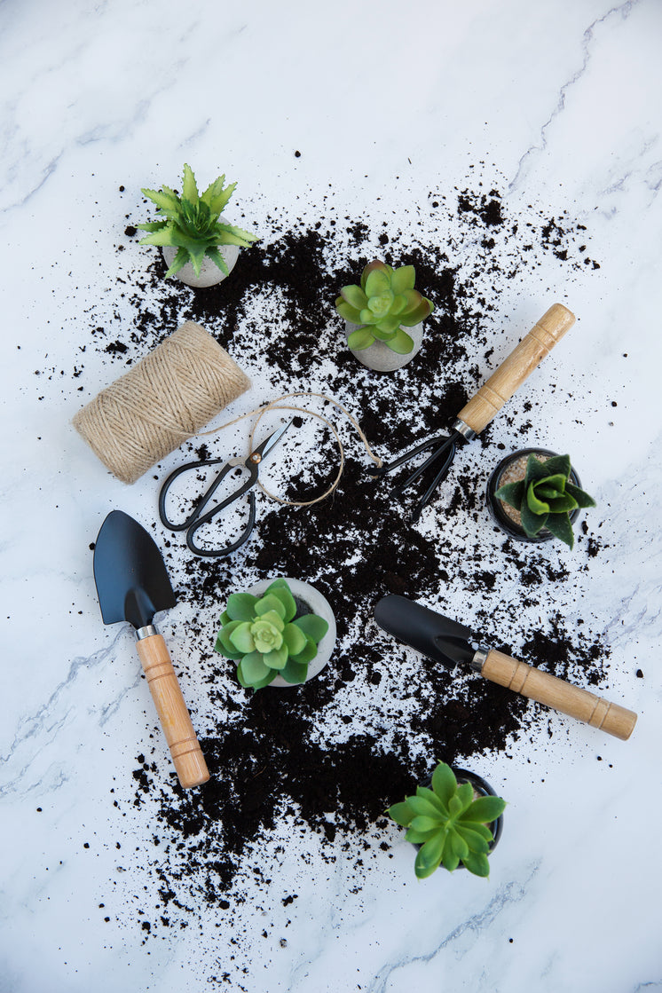 repotting-succulents.jpg?width=746&forma