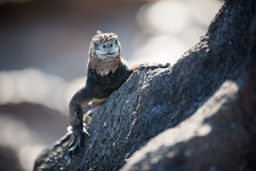 reptile smile on rock