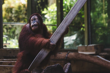 rescued orangutan looks to the side